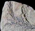 Taxodium dubium (STERNBERG 1823) - Bild © FossNet FossilienStore